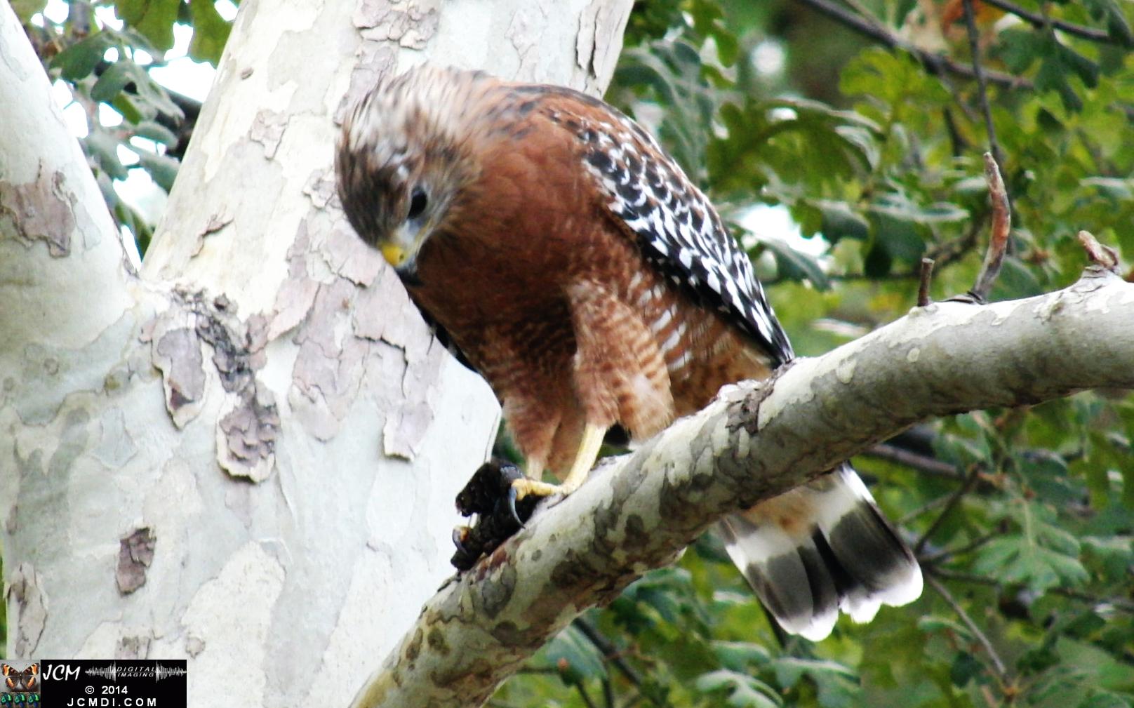 Still image of Red-Shouldered Hawk eating an Alligator Lizard � from the YouTube video